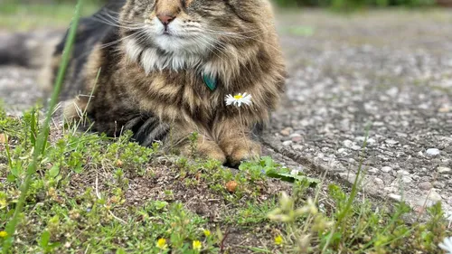 Le chat, mignon compagnon mais dangereux prédateur